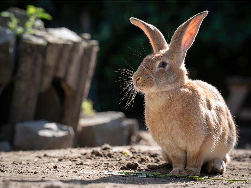 Opvang voor konijnen