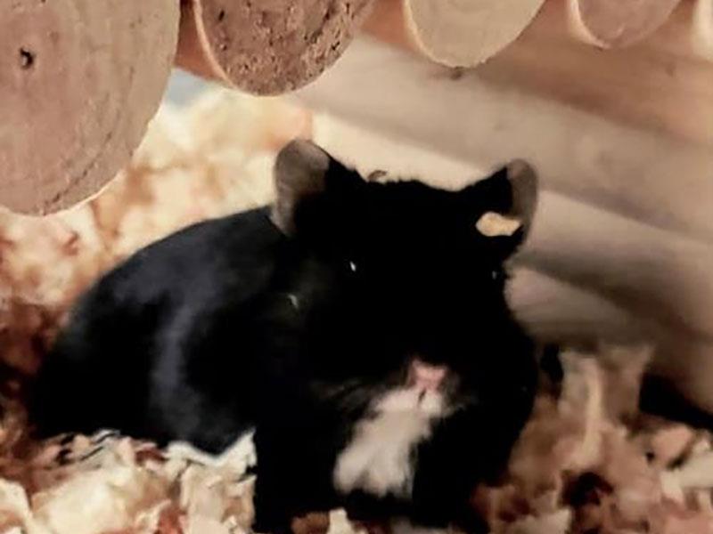 Opvang voor hamsters