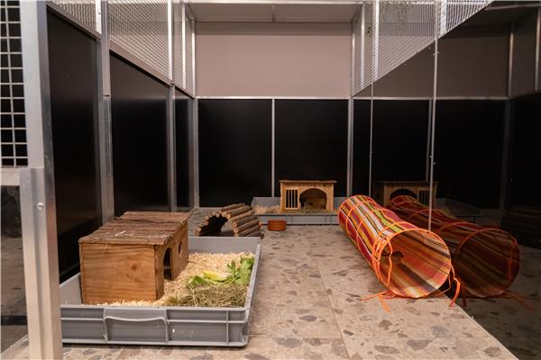 Opvang voor cavia's