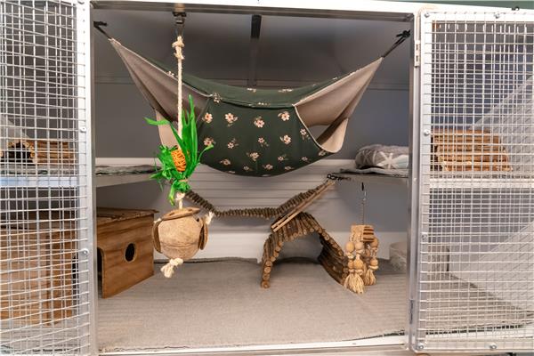 Opvang voor chinchilla's