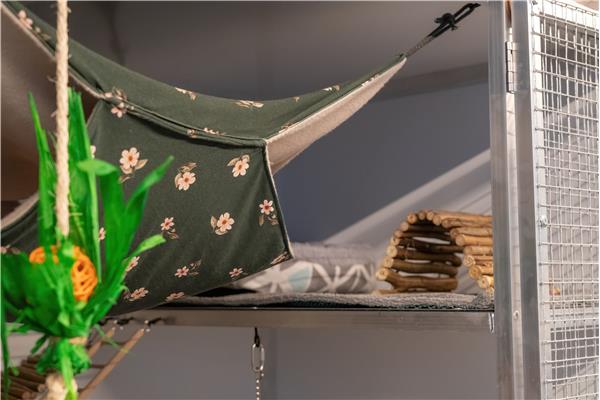 Opvang voor chinchilla's