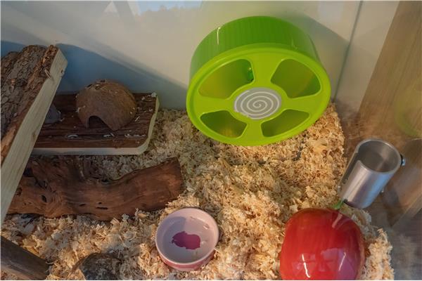 Opvang voor hamsters