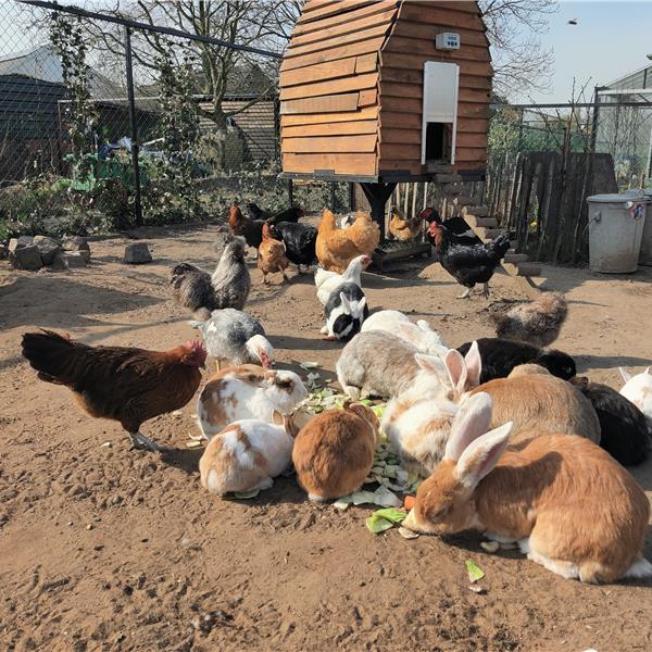 Onze konijnen en kippen - Dierenpension Oase - Beveren
