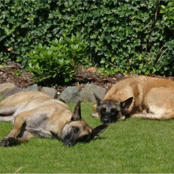 Onze hondjes - Dierenpension Oase - Beveren